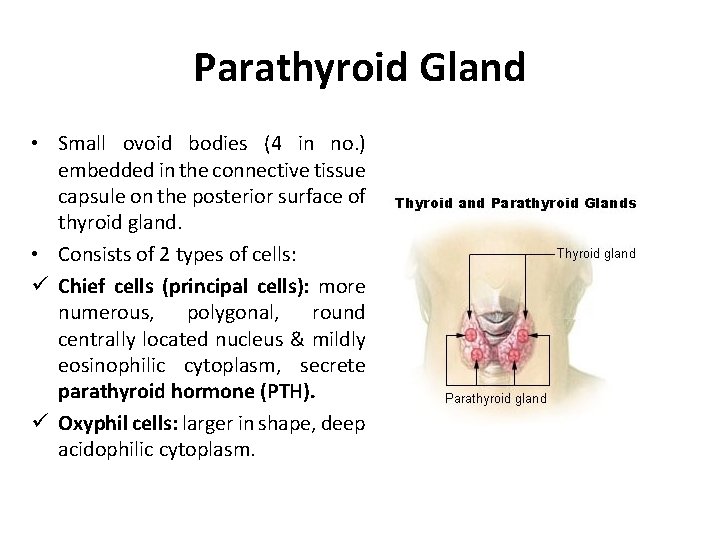 Parathyroid Gland • Small ovoid bodies (4 in no. ) embedded in the connective