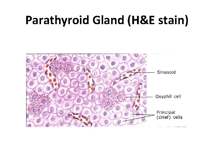 Parathyroid Gland (H&E stain) 