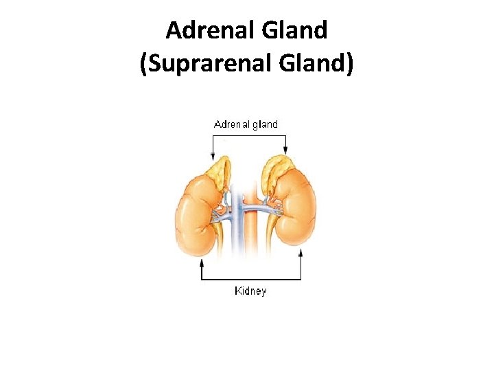Adrenal Gland (Suprarenal Gland) 