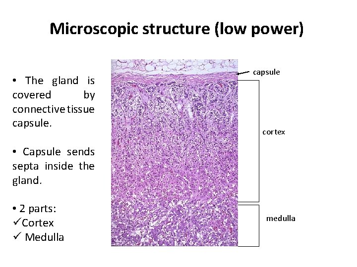 Microscopic structure (low power) • The gland is covered by connective tissue capsule cortex