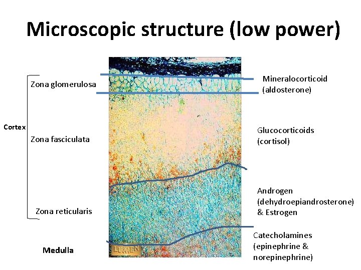 Microscopic structure (low power) Zona glomerulosa Cortex Zona fasciculata Zona reticularis Medulla Mineralocorticoid (aldosterone)