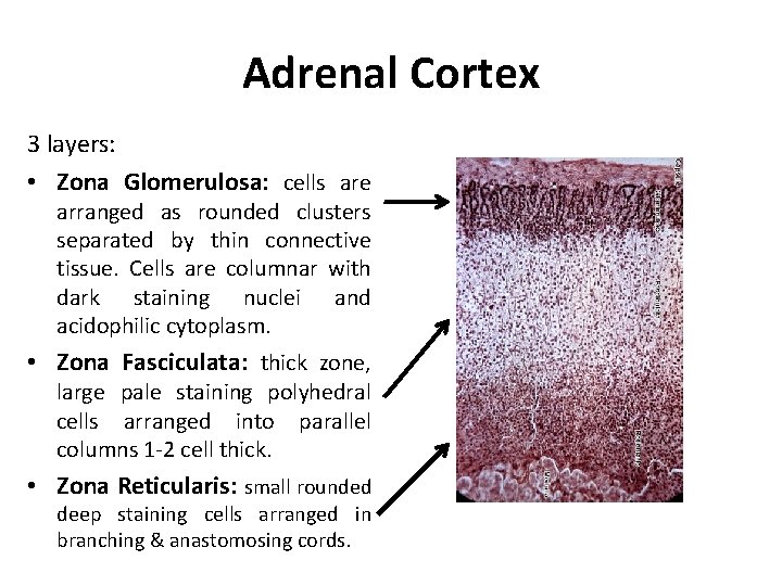 Adrenal Cortex 3 layers: • Zona Glomerulosa: cells are arranged as rounded clusters separated