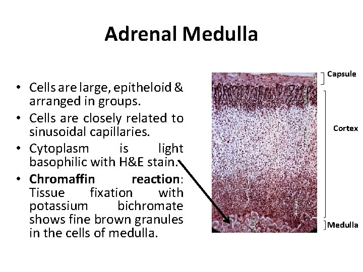 Adrenal Medulla • Cells are large, epitheloid & arranged in groups. • Cells are