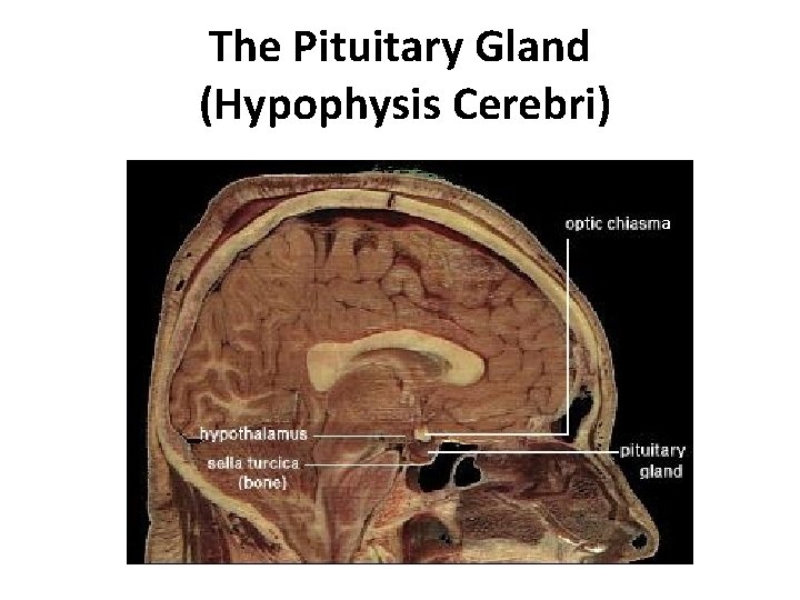 The Pituitary Gland (Hypophysis Cerebri) a 