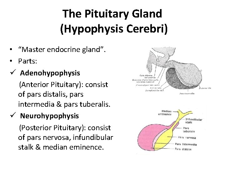 The Pituitary Gland (Hypophysis Cerebri) • “Master endocrine gland”. • Parts: ü Adenohypophysis (Anterior