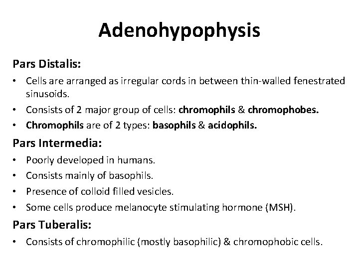 Adenohypophysis Pars Distalis: • Cells are arranged as irregular cords in between thin-walled fenestrated