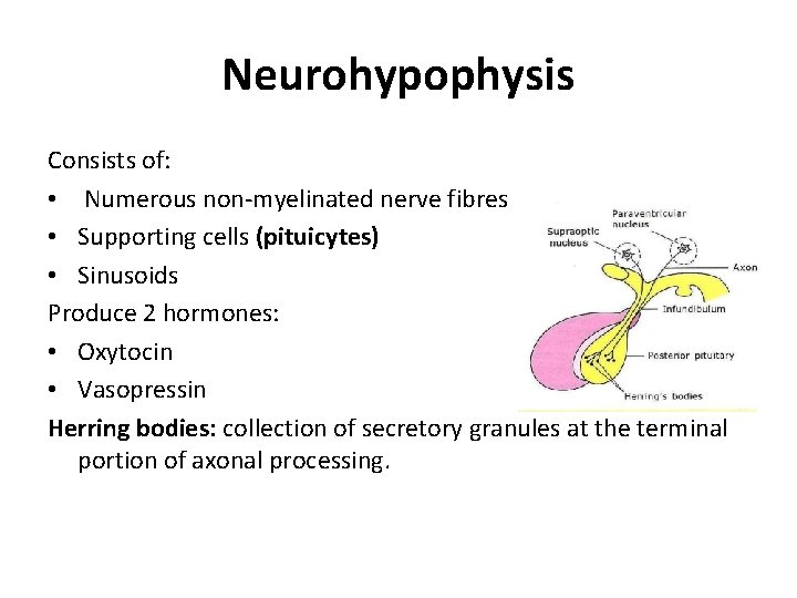 Neurohypophysis Consists of: • Numerous non-myelinated nerve fibres • Supporting cells (pituicytes) • Sinusoids