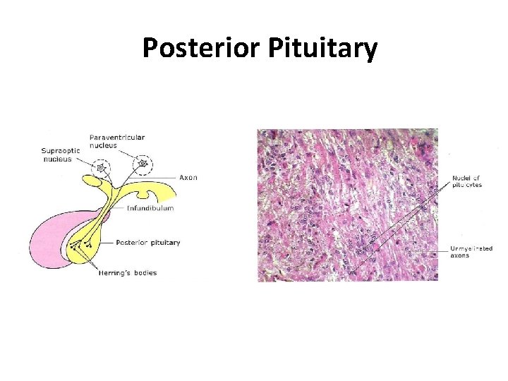 Posterior Pituitary 