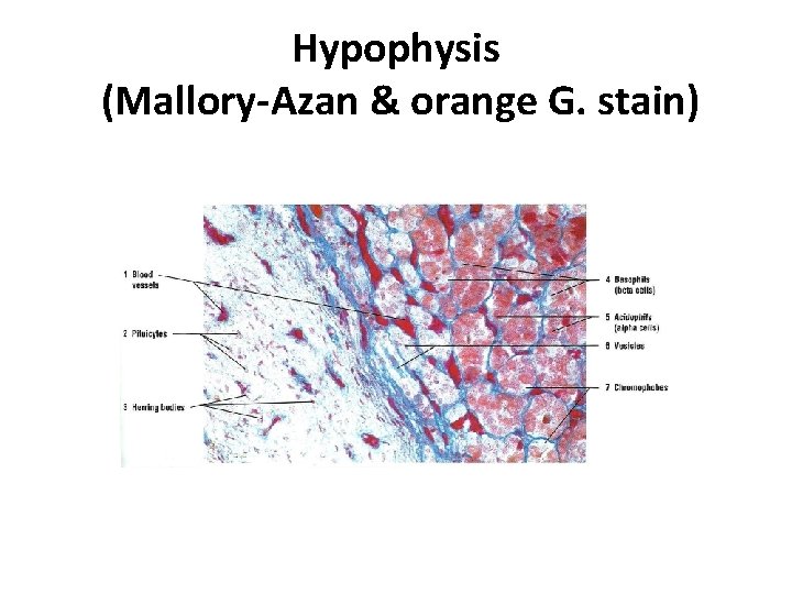 Hypophysis (Mallory-Azan & orange G. stain) 