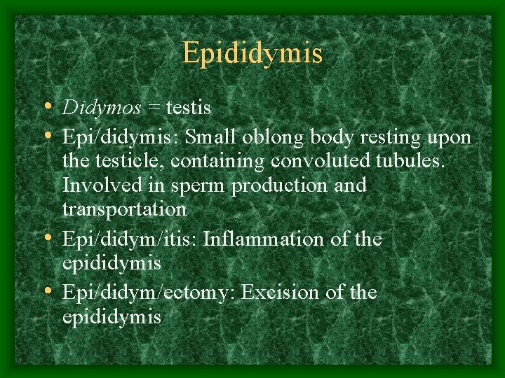 Epididymis • Didymos = testis • Epi/didymis: Small oblong body resting upon the testicle,