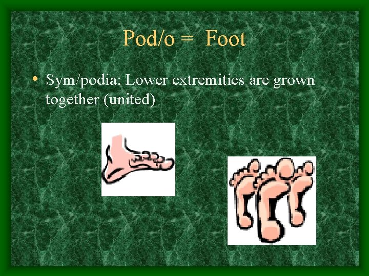 Pod/o = Foot • Sym/podia: Lower extremities are grown together (united) 