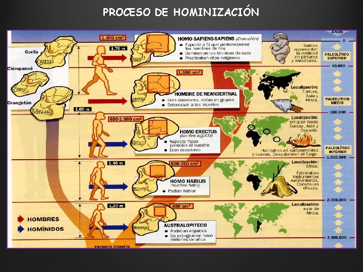 PROCESO DE HOMINIZACIÓN 