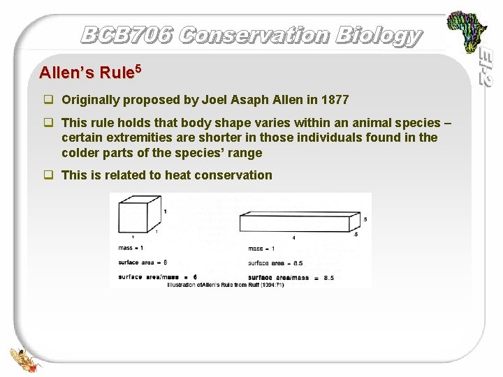 Allen’s Rule 5 q Originally proposed by Joel Asaph Allen in 1877 q This