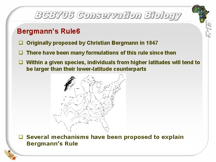 Bergmann’s Rule 6 q Originally proposed by Christian Bergmann in 1847 q There have