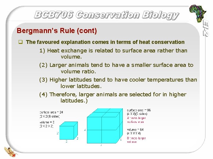 Bergmann’s Rule (cont) q The favoured explanation comes in terms of heat conservation 1)