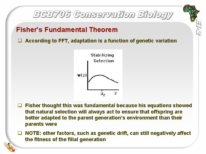 Fisher’s Fundamental Theorem q According to FFT, adaptation is a function of genetic variation