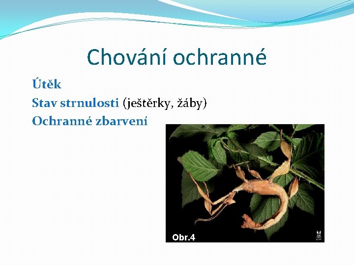 Chování ochranné Útěk Stav strnulosti (ještěrky, žáby) Ochranné zbarvení Obr. 4 