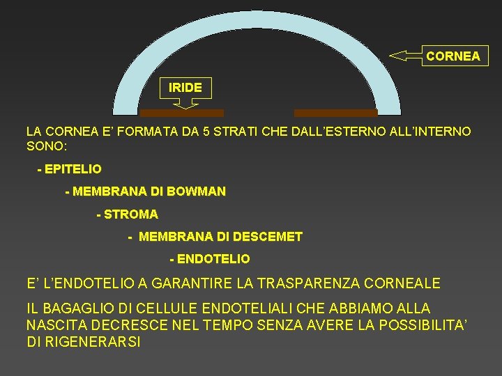 CORNEA IRIDE LA CORNEA E’ FORMATA DA 5 STRATI CHE DALL’ESTERNO ALL’INTERNO SONO: -