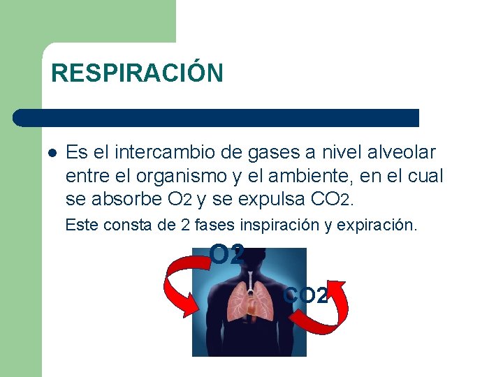 RESPIRACIÓN l Es el intercambio de gases a nivel alveolar entre el organismo y RESPIRACIÓN l Es el intercambio de gases a nivel alveolar entre el organismo y