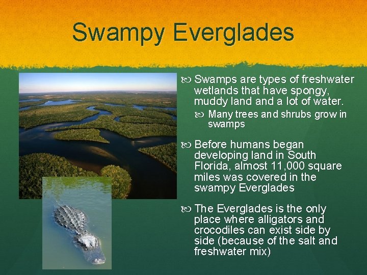 Swampy Everglades Swamps are types of freshwater wetlands that have spongy, muddy land a