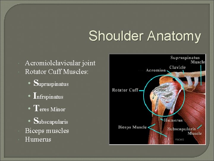 Shoulder Anatomy Acromiolclavicular joint Rotator Cuff Muscles: • Supraspinatus • Infrspinatus • Teres Minor