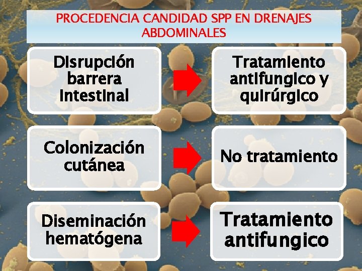 PROCEDENCIA CANDIDAD SPP EN DRENAJES ABDOMINALES Disrupción barrera intestinal Tratamiento antifungico y quirúrgico Colonización