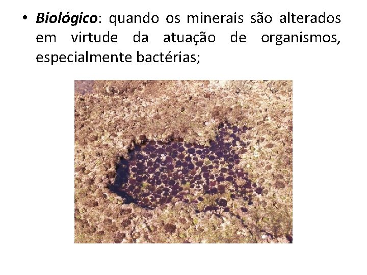  • Biológico: quando os minerais são alterados em virtude da atuação de organismos,