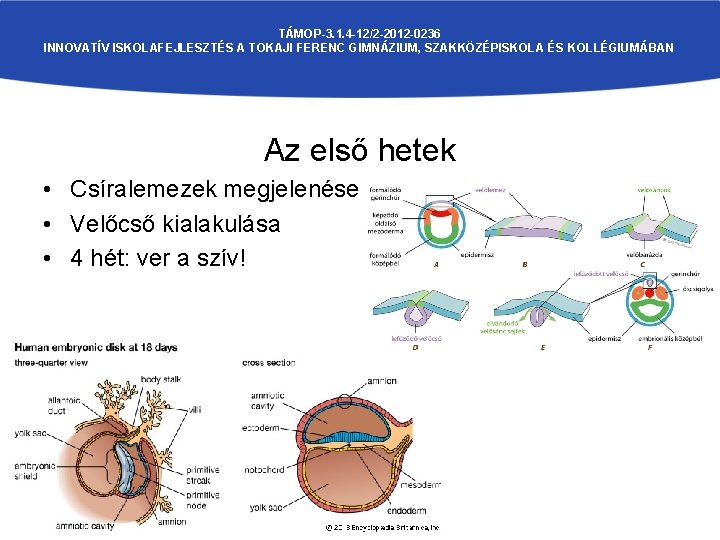 TÁMOP-3. 1. 4 -12/2 -2012 -0236 INNOVATÍV ISKOLAFEJLESZTÉS A TOKAJI FERENC GIMNÁZIUM, SZAKKÖZÉPISKOLA ÉS