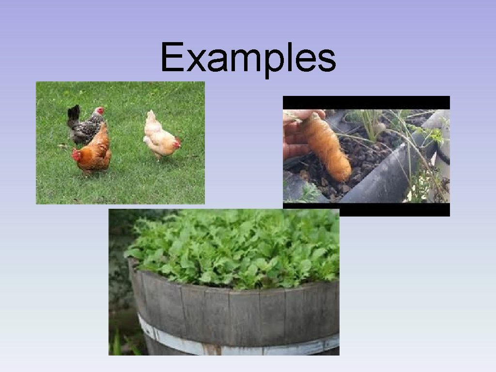 Examples 