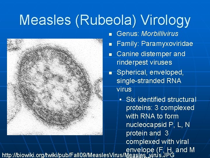 Measles (Rubeola) Virology n n Genus: Morbillivirus Family: Paramyxoviridae Canine distemper and rinderpest viruses