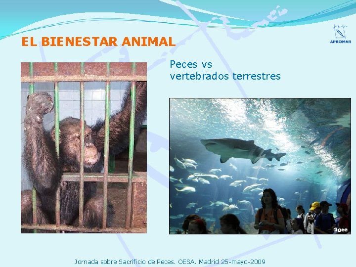 EL BIENESTAR ANIMAL Peces vs vertebrados terrestres Jornada sobre Sacrificio de Peces. OESA. Madrid