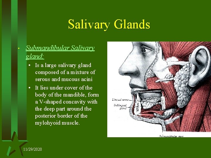 Salivary Glands • Submandibular Salivary gland: • Is a large salivary gland composed of