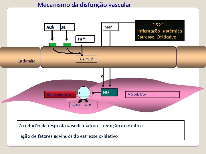 Mecanismo da disfunção vascular ACh SNP BK BK 2+ Ca DPOC Inflamação sistêmica Estresse