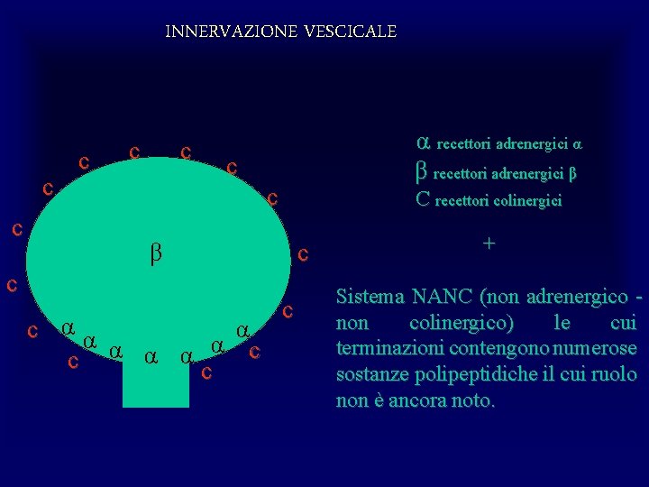 INNERVAZIONE VESCICALE c c c α recettori adrenergici α β recettori adrenergici β c