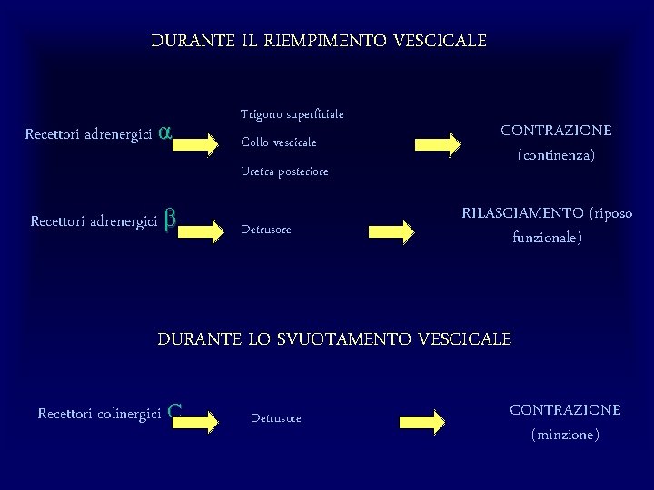 DURANTE IL RIEMPIMENTO VESCICALE Recettori adrenergici α Trigono superficiale Collo vescicale Uretra posteriore Recettori