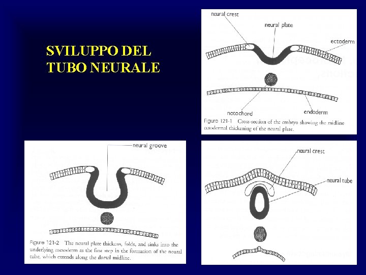 SVILUPPO DEL TUBO NEURALE 