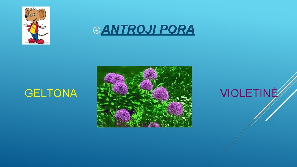  ANTROJI GELTONA PORA VIOLETINĖ 