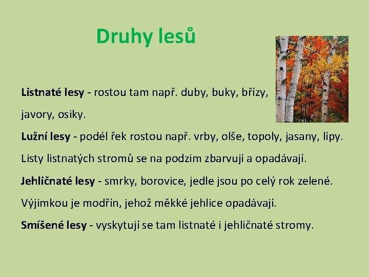 Druhy lesů Listnaté lesy - rostou tam např. duby, buky, břízy, javory, osiky. Lužní