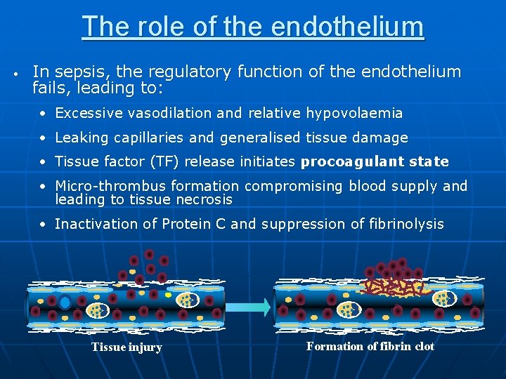 The role of the endothelium • In sepsis, the regulatory function of the endothelium