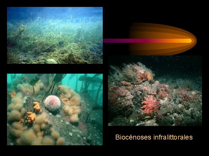 Biocénoses infralittorales Biocénoses infralittorales