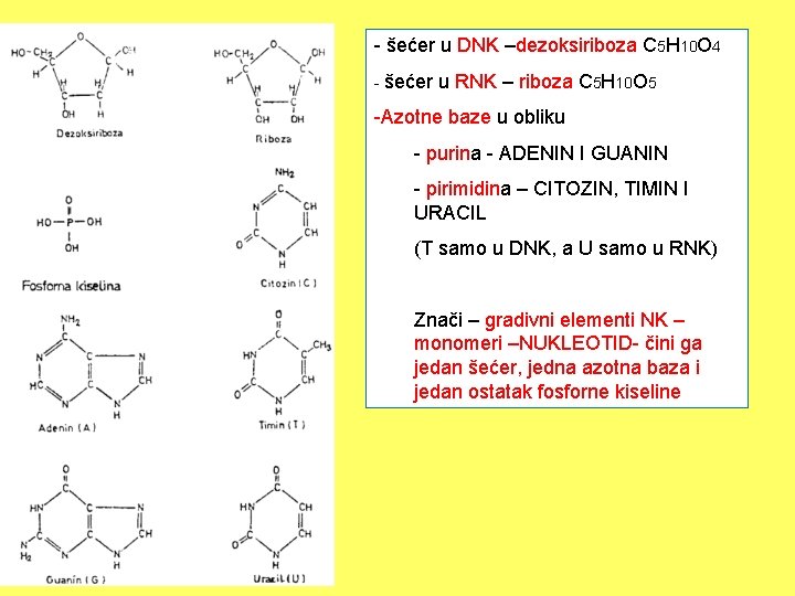 - šećer u DNK –dezoksiriboza C 5 H 10 O 4 - šećer u