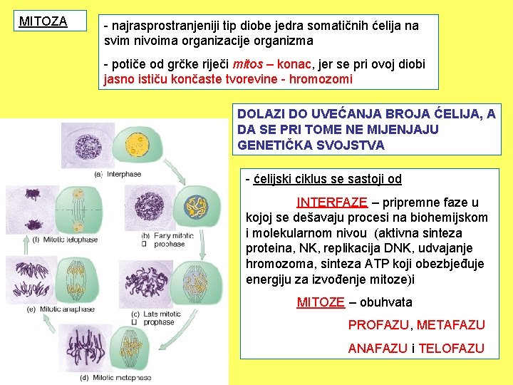 MITOZA - najrasprostranjeniji tip diobe jedra somatičnih ćelija na svim nivoima organizacije organizma -