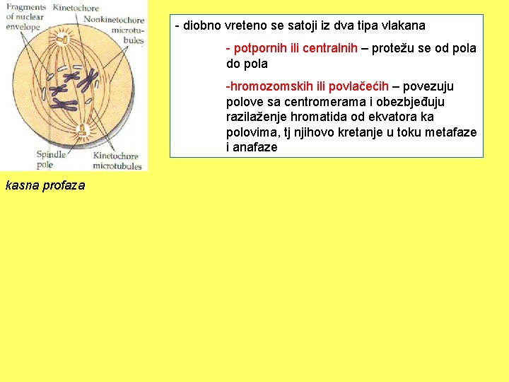 - diobno vreteno se satoji iz dva tipa vlakana - potpornih ili centralnih –