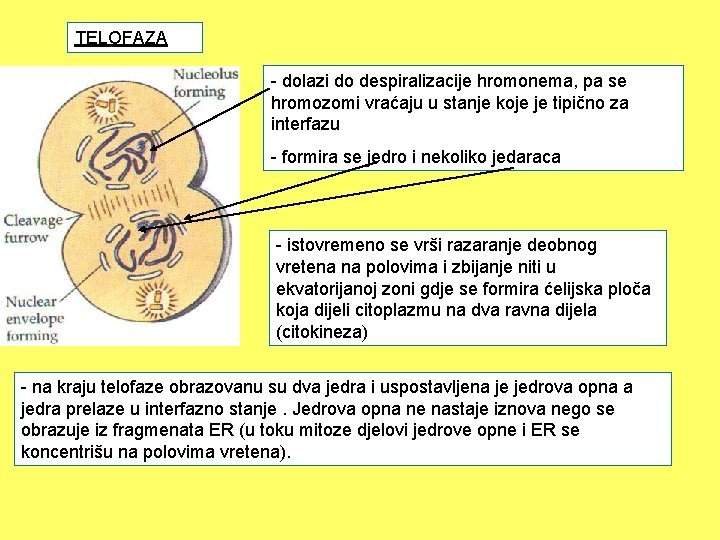 TELOFAZA - dolazi do despiralizacije hromonema, pa se hromozomi vraćaju u stanje koje je