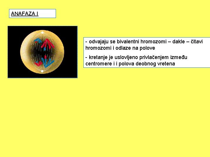 ANAFAZA I - odvajaju se bivalentni hromozomi – dakle – čitavi hromozomi i odlaze