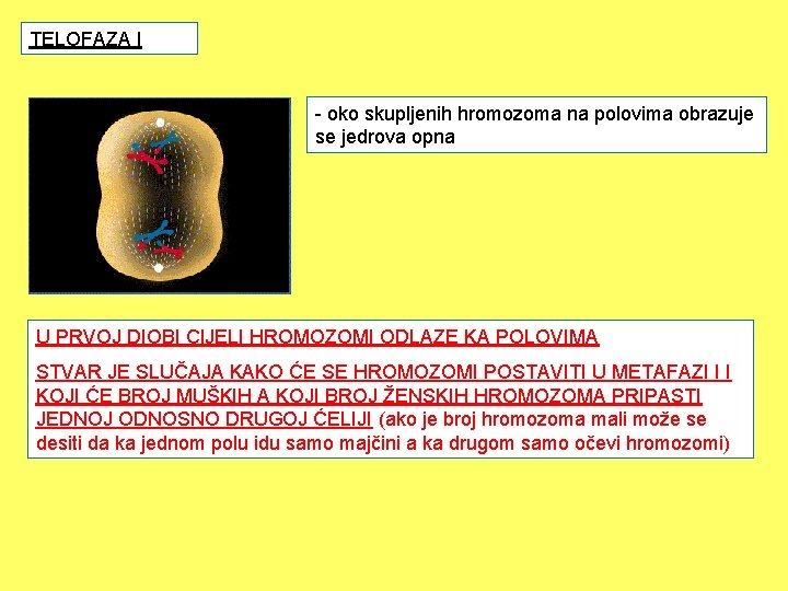 TELOFAZA I - oko skupljenih hromozoma na polovima obrazuje se jedrova opna U PRVOJ