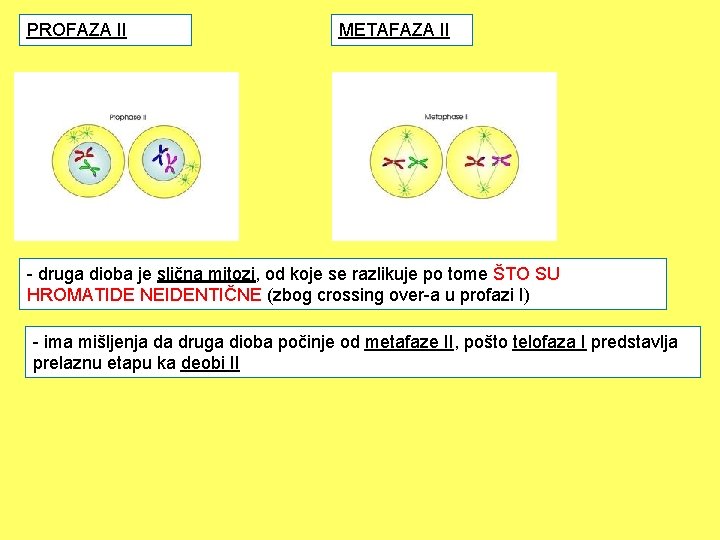 PROFAZA II METAFAZA II - druga dioba je slična mitozi, od koje se razlikuje