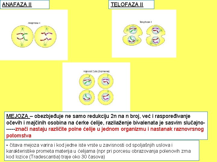 ANAFAZA II TELOFAZA II MEJOZA – obezbjeđuje ne samo redukciju 2 n na n