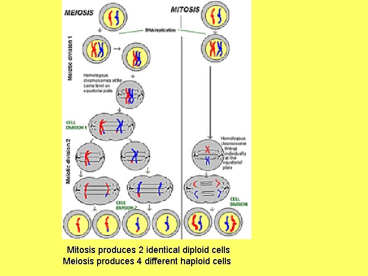Mitosis produces 2 identical diploid cells Meiosis produces 4 different haploid cells 