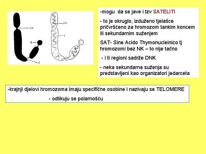 -mogu da se jave i tzv SATELITI - to je okruglo, izduženo tjelašce pričvršćeno